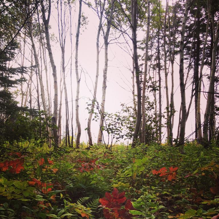 Breton Cove Farmhouse Indian Brook Buitenkant foto