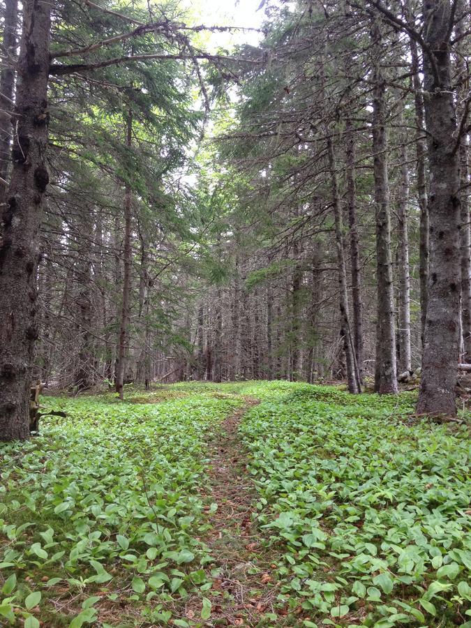 Breton Cove Farmhouse Indian Brook Buitenkant foto